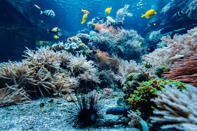 View of fish in sea