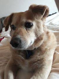 Close-up of dog looking away