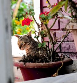 Portrait of a cat sitting on plant