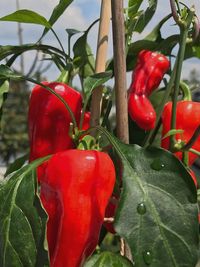 Close-up of red chili peppers
