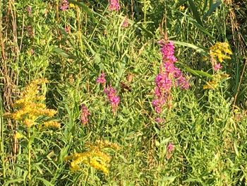 Close-up of flowers blooming on field