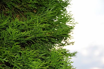 Low angle view of trees