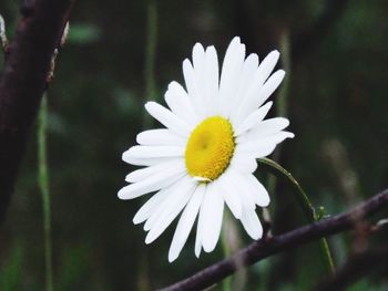 Close-up of white flower