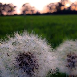 Close-up of dandelion flower in field