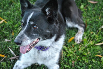 Close-up of dog on grassy field