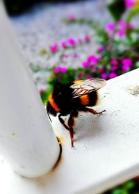 Close-up of insect on flower