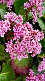 Close-up of pink flowers blooming outdoors