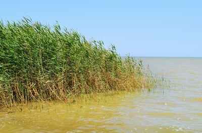 Scenic view of sea against clear sky