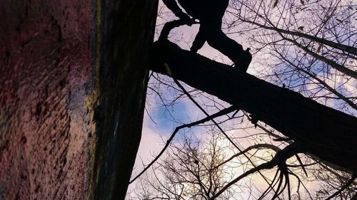 Bare trees against sky