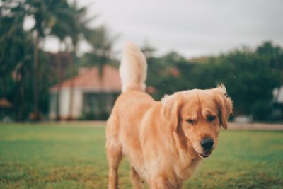 Dog on grassy field