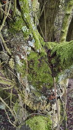 Trees growing in forest