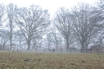 Bare trees in foggy weather