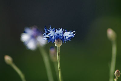 Close-up of purple flowering plant