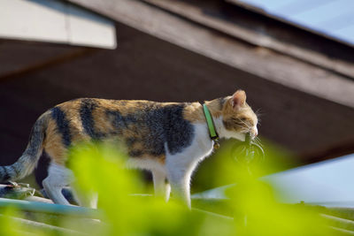 Cat looking away