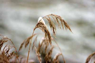 Close-up of wheat