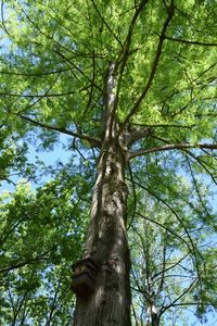 Low angle view of trees in forest