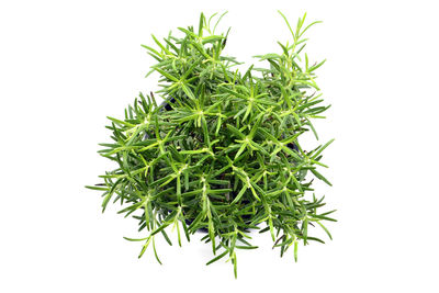 Close-up of potted plant against white background