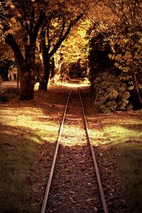 Surface level of railway tracks along trees