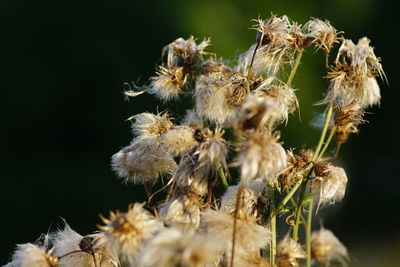 Close-up of dried flowers