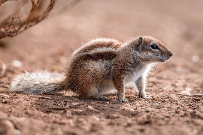 Close-up of squirrel