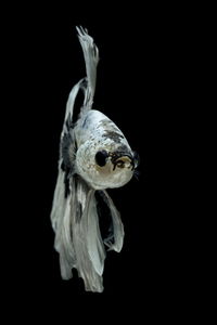 Close-up of fish underwater