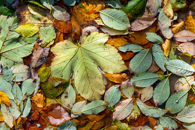 Full frame shot of autumn leaves