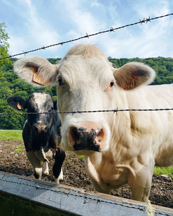 Cows in a field