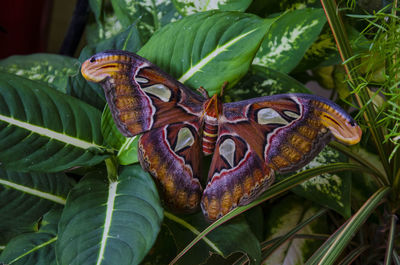 Close-up of butterfly on leaves