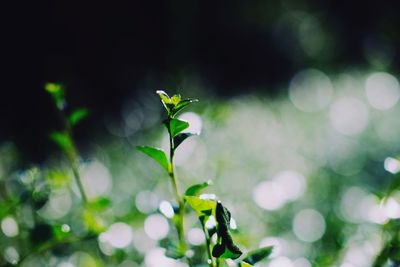 Close-up of flowering plant