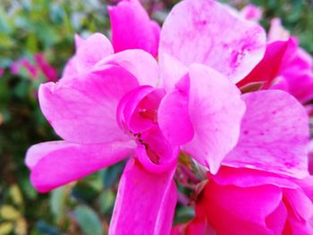 Close-up of pink flowers blooming outdoors