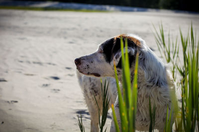 Dog standing by plants at beach