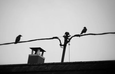 Low angle view of bird perching on cable against sky