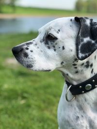 Close-up of dog looking away on field