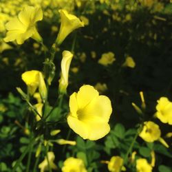 Close-up of yellow flowers blooming on field