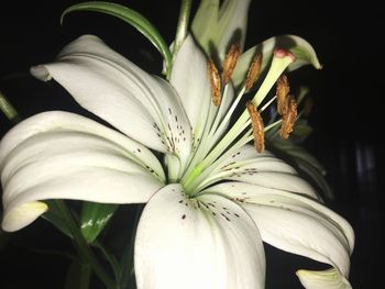 Close-up of flower