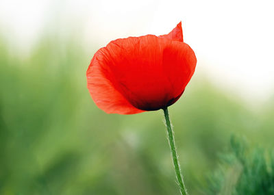 Close-up of red poppy flower on field