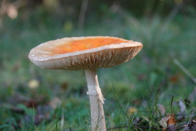 Close-up of mushroom growing on field