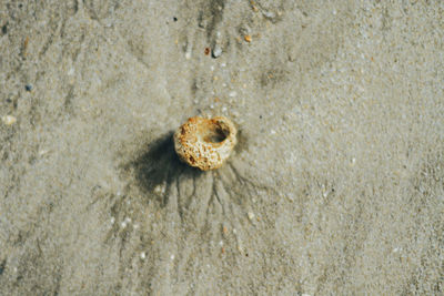 Close-up of shells