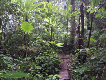 Trees in forest