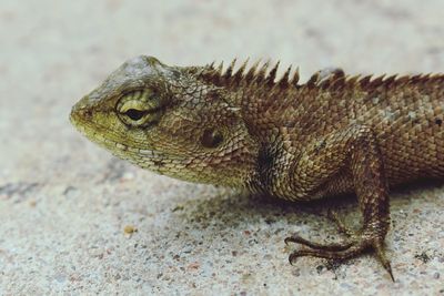 Close-up of lizard