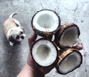 High angle view of person holding coconut and a dog on the floor