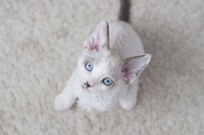 Close-up portrait of white kitten