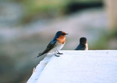 Welcome swallow on table