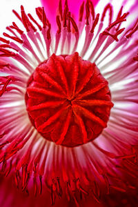 Close up of red flower