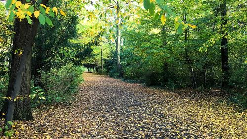 Trees in park during autumn