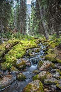 Scenic view of waterfall in forest