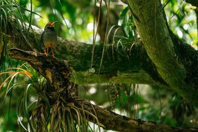 Low angle view of bird perching on tree