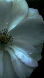 Close-up of white flowers