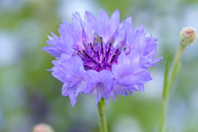 Close-up of purple flowering plant