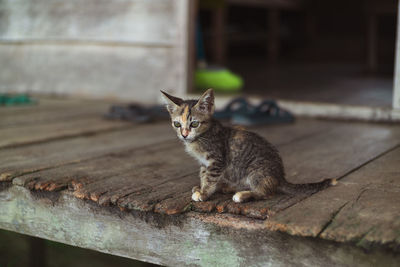 Portrait of cat relaxing on wood